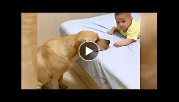 Adorable Labrador Dog Caring For Newborn Baby Will Give You Positive Vibes