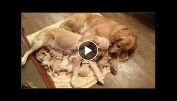 Golden Retriever Puppies Will Make You Laugh Countless Times - Funny and Cute Golden Retriever Pu...