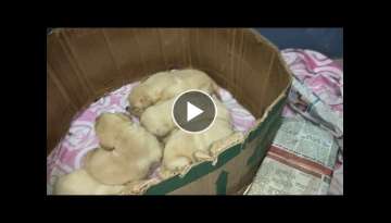Pet care - how to take care a new born puppies / 14 days pup