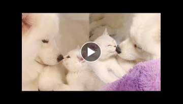 Gentle Mama Dog Loves Little Kitten Like Her Own Baby