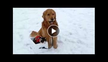 Golden Retriever Carries The Cat Pulling On A Snow Sled