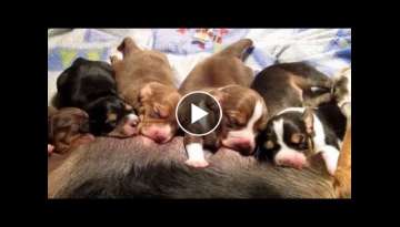 5 day old Beagle Pups feeding