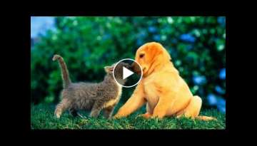 Puppies and Kittens Best Friends Compilation