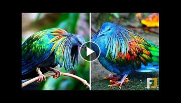 10 Most Beautiful Birds In The World!