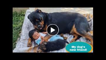 Jerry ​​became very excited to meet baby and puppy||German Shepherd