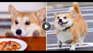 This Corgi From Japan Has The Funniest Facial Expressions That Will Instantly Make Your Day
