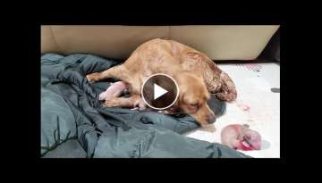 puppy maternity/the birth of a puppy