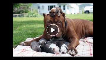 Animal Moms Protecting and looking out for their babies safety Videos Compilation