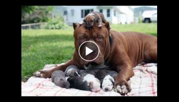 Animal Moms Protecting and looking out for their babies safety Videos Compilation Animal Moms Protecting and looking out for their babies safety Videos Compilation
