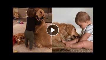 Golden Retriever And Kids Are Best Friends - Cute Dogs Love Babies Compilation !