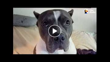 Rescue Pittie Talks To Her Mom Nonstop