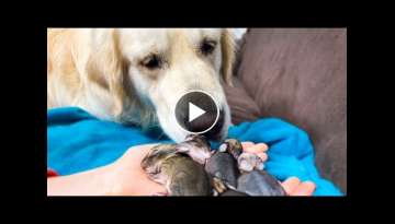 Golden Retriever and Baby Bunnies 4 days old [First steps]
