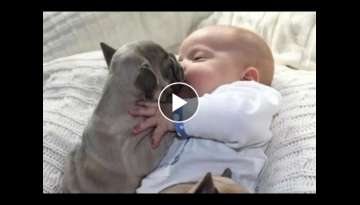 Cutest Moment French Bulldog showing love to Babies Compilation Cutest Moment French Bulldog showing love to Babies Compilation