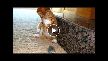 Scaredy Cats Compilation Scaredy Cats Compilation