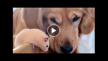 Golden Retriever Meets Hamster For The First Time