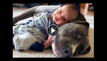 Pitbull Dogs Showing Love To Babies Toddler - Cute Dog And Baby Videos Compilation 2021