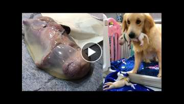 Golden retriever puppies in amniotic fluid - The dog carries its newborn puppies