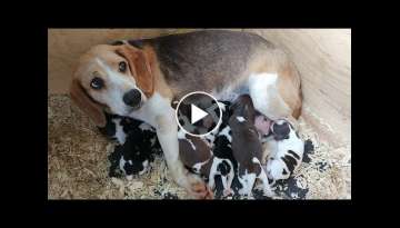 NEWBORN BEAGLE PUPPIES! Babes with her one day old pups NEWBORN BEAGLE PUPPIES! Babes with her one day old pups
