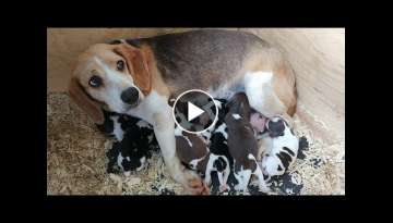 NEWBORN BEAGLE PUPPIES! Babes with her one day old pups