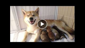 Smile Shiba Inu Mommy with 4 Shiba Inu Puppies