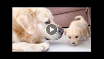 Golden Retriever Meets a Puppy like himself