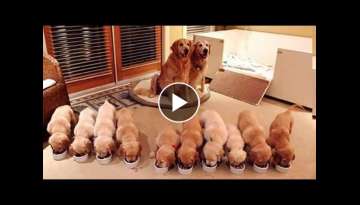 Animals Mothers - beautiful, happy and meaningful moment of animal family