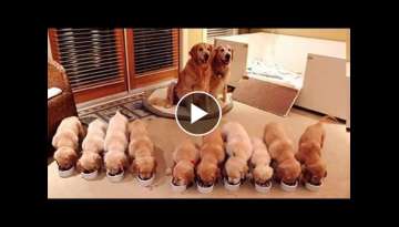 Animals Mothers - beautiful, happy and meaningful moment of animal family Animals Mothers - beautiful, happy and meaningful moment of animal family