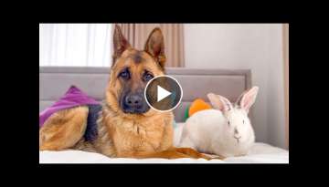 German Shepherd Befriends a Rabbit!