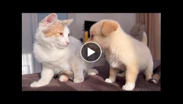 Funny Cat Reaction to Puppies [Dora sees them for the First Time]