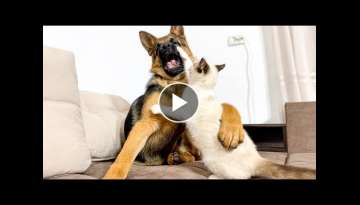 Funniest Video of German Shepherd Puppy vs. Kitten
