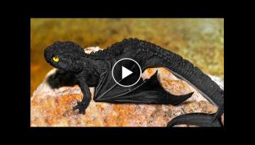 15 Most Unique Exotic Reptiles In The World 15 Most Unique Exotic Reptiles In The World