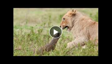 Lion Vs Mongoose: Mongoose Fends Off Four Lions
