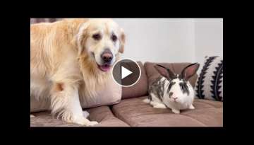Golden Retriever Meets New Friend Mr.Rabbit