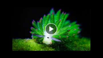 Adorable “Leaf Sheep” Sea Slugs Look like Cartoon Lambs