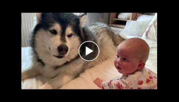 Dog Tries To Teach Baby To Crawl (Cutest reaction!!)