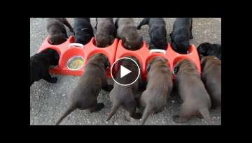 How to feed puppies. 14 dogs. 14 days ago. yellow mare