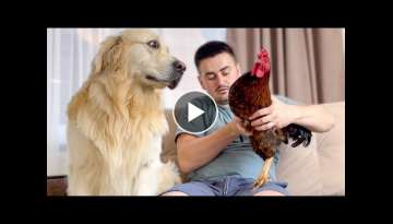 Golden Retriever Meets Rooster for the First Time!