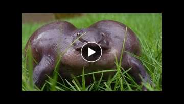 Oldest LIVING Fossils Around The World! Oldest LIVING Fossils Around The World!