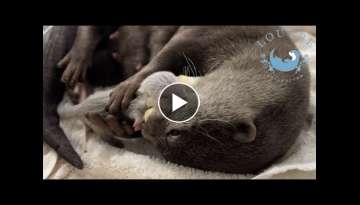 A Baby Otter Boy is Born!