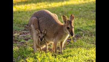 12 Adorable Animals Located In Australia