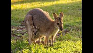 12 Adorable Animals Located In Australia 12 Adorable Animals Located In Australia