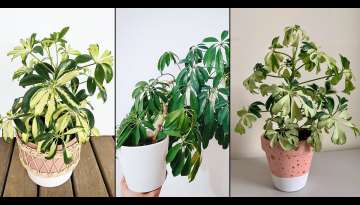 12 Best Types of Scheffleras You Can Grow | Best Umbrella Plants 12 Best Types of Scheffleras You Can Grow | Best Umbrella Plants