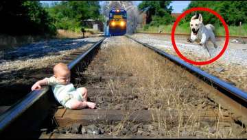 13 Amazing Pets Who Saved Their Owners 13 Amazing Pets Who Saved Their Owners