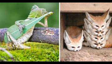 20+ Endearing Photos Of Animals That Captured Their Gestures At The Exact Moment 20+ Endearing Photos Of Animals That Captured Their Gestures At The Exact Moment