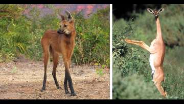 20+ Strange Animals You Didn't Know Existed 20+ Strange Animals You Didn't Know Existed