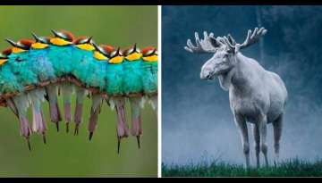 20 Strangely Impressive Animals We Share The Earth With 20 Strangely Impressive Animals We Share The Earth With