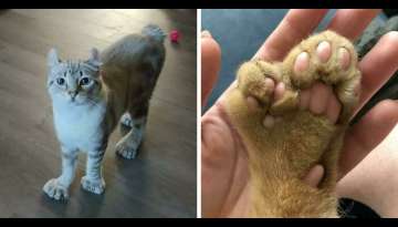 20 Unique Pets With Extra Body Features 20 Unique Pets With Extra Body Features