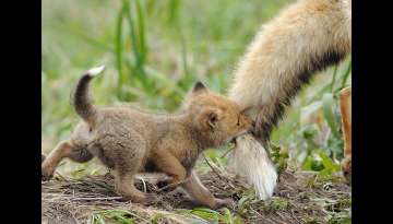 25 Adorable Pictures Portraying Animal Parenting 25 Adorable Pictures Portraying Animal Parenting