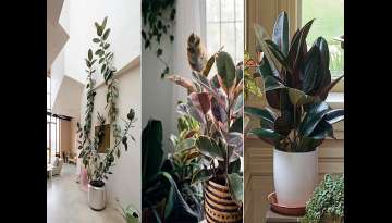 28 Most Fascinating ‘IT’ Plants of 2021 28 Most Fascinating ‘IT’ Plants of 2021