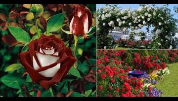 35 Mind Blowing Pictures of Roses in Pots 35 Mind Blowing Pictures of Roses in Pots